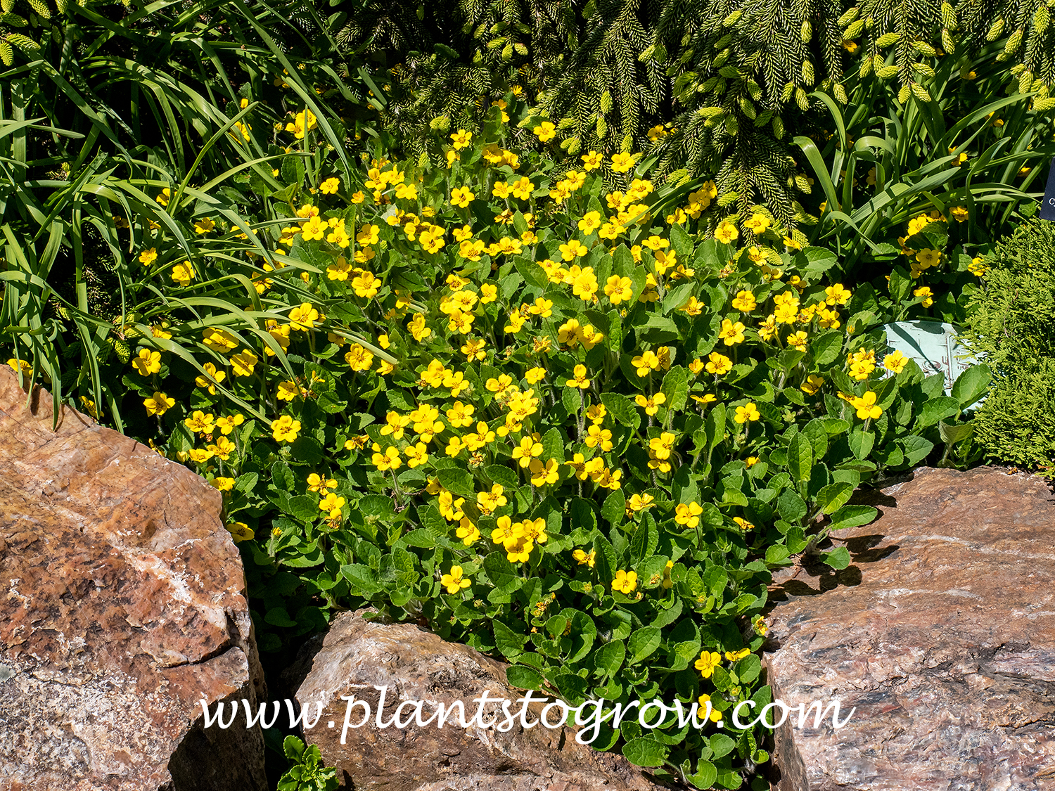 'Superstar' Green and Gold (Chrysogonum virginianum)